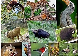 Dajipur Wildlife Sanctuary 