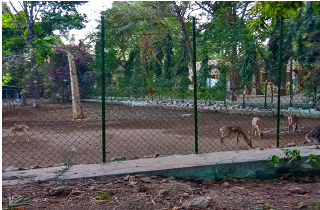 Mahatma Gandhi National Zoo, Solapur