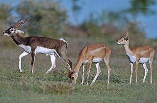 Sagareshwar Wildlife sanctuary, Sangli